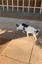 科学研究表明撸猫好处多多,撸猫已经成为了一种“病”