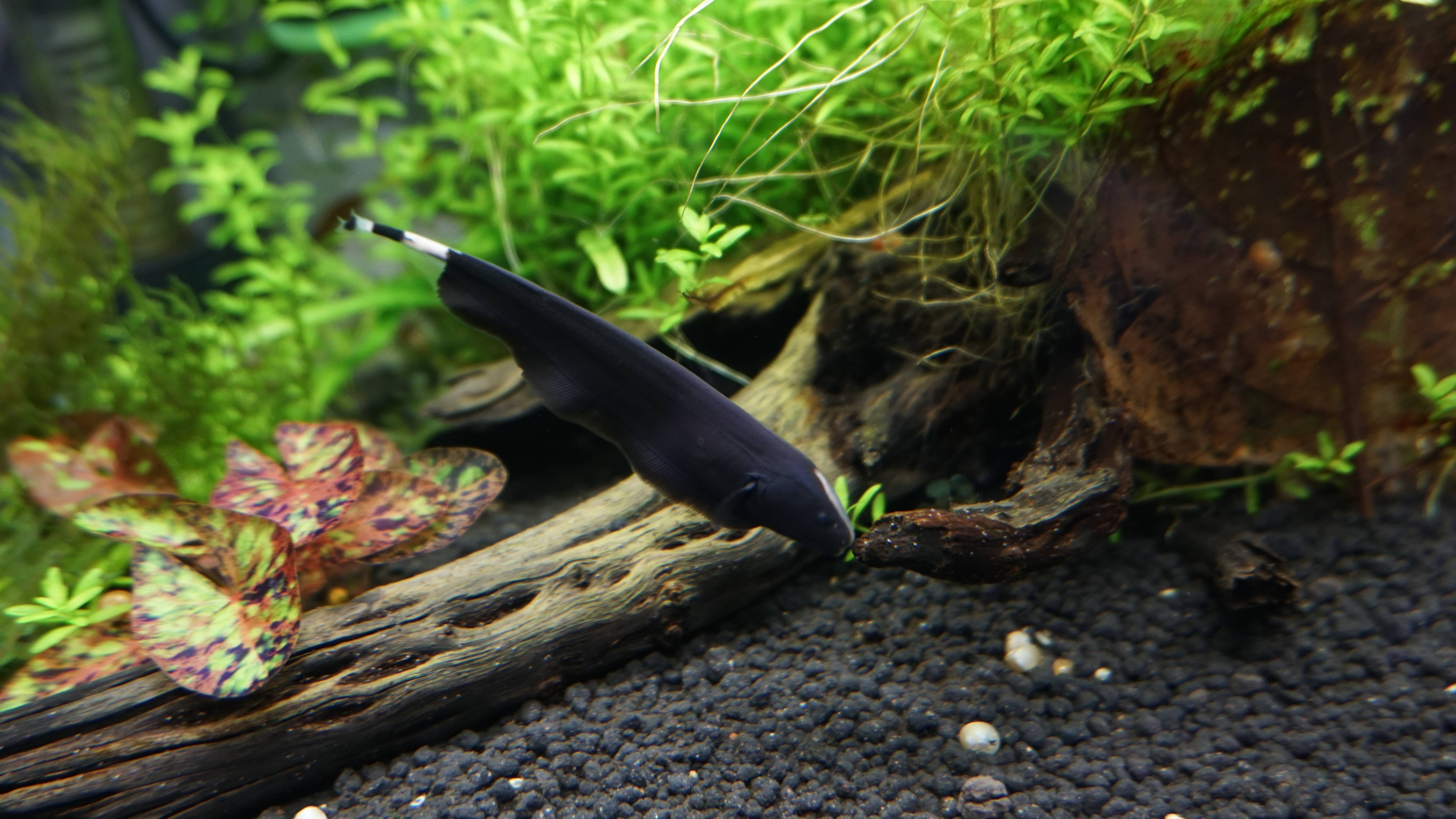 鱼缸中的黑色羽毛——魔鬼刀