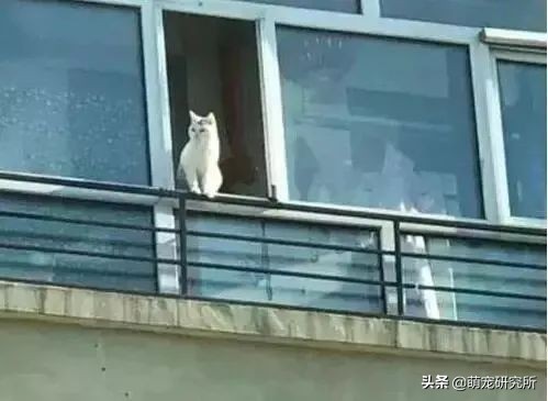 猫咪意外坠楼死了灵魂在家吗,猫死在窗户下好不好