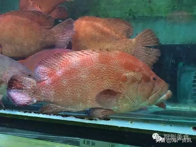 这些诱人的美食你吃过吗,世界上顶级海鲜大全你吃过几种