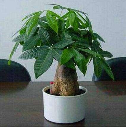 发财树叶片上有黏液是怎么回事,发财树枝干流液体怎么回事