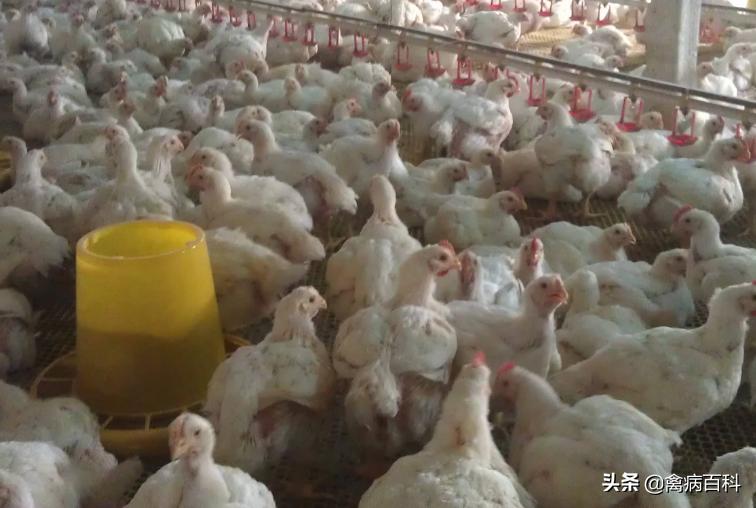 鸡肿头肿脸张口呼吸吃什么药,鸡肿头肿脸吃什么药