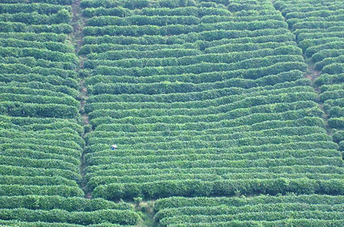 贵州名茶都匀毛尖茶加工技术,都匀毛尖是中国十大名茶英文翻译