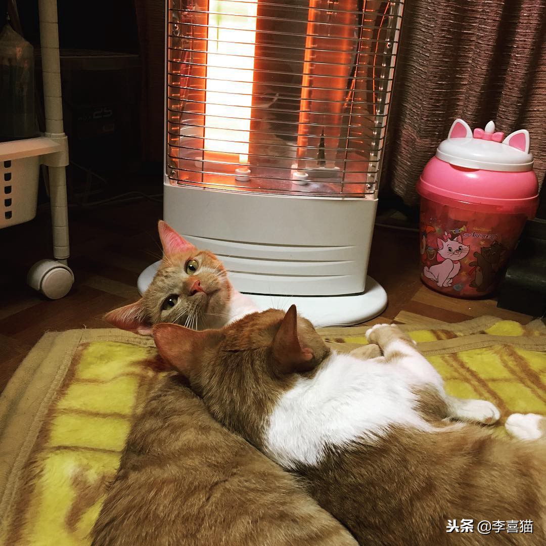 冬天如何更好给猫咪保暖,立冬了天气越来越冷了照顾好自己