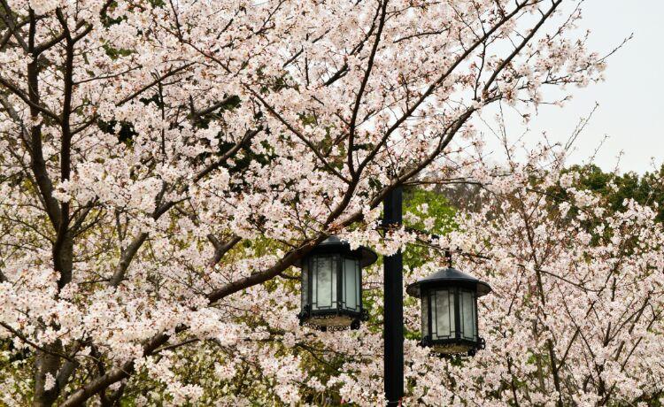 苏州上方山森林公园景点介绍,苏州市上方山森林公园攻略