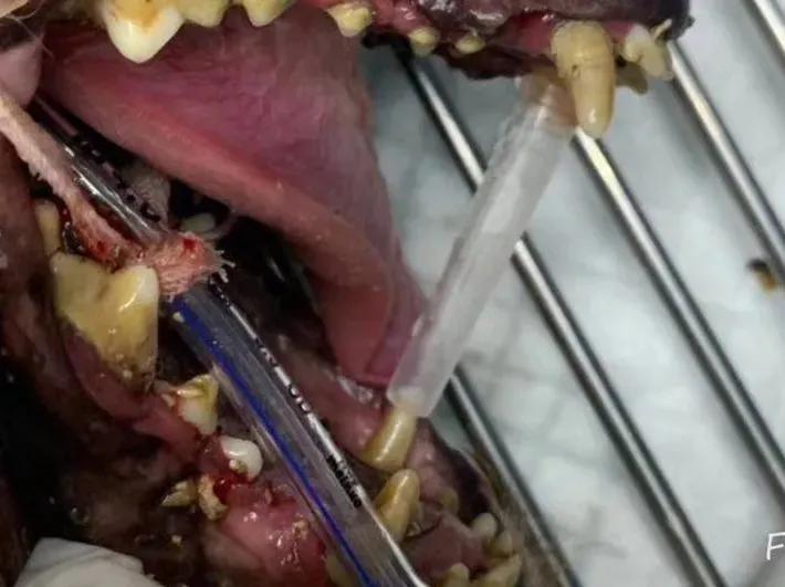 猫咪蛀牙可以洗掉吗,猫咪牙齿蛀牙怎么办