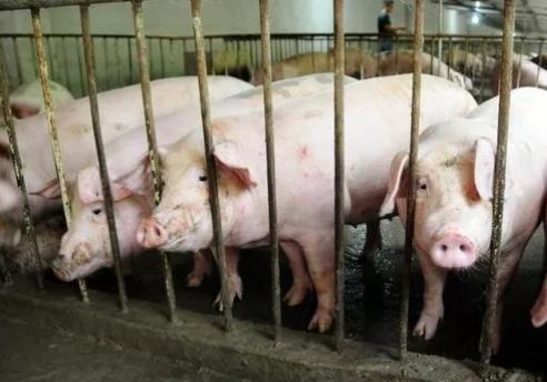 猪场带猪消毒=自残自害？消毒剂的正确使用，你都知道吗？