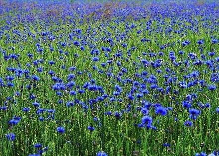 钃濈传鑹茬殑鑺辨湁鍑犵,10绉嶈秴缇庣殑娴呯传鑹茶姳