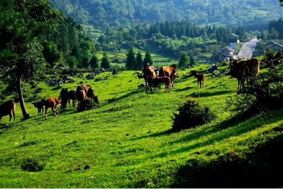 2020重庆马拉松比赛现场直播,重庆千野草场音乐节