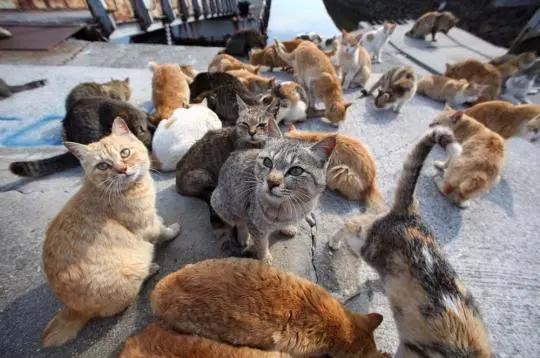 如果不给猫做绝育一辈子能生几窝,到底有没有必要给猫咪绝育