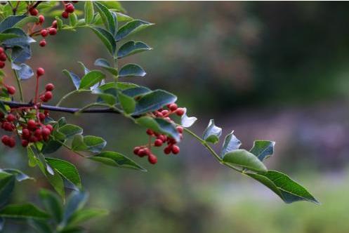 花椒树上的蚜虫怎样防治,花椒树防治蚜虫用什么农药好