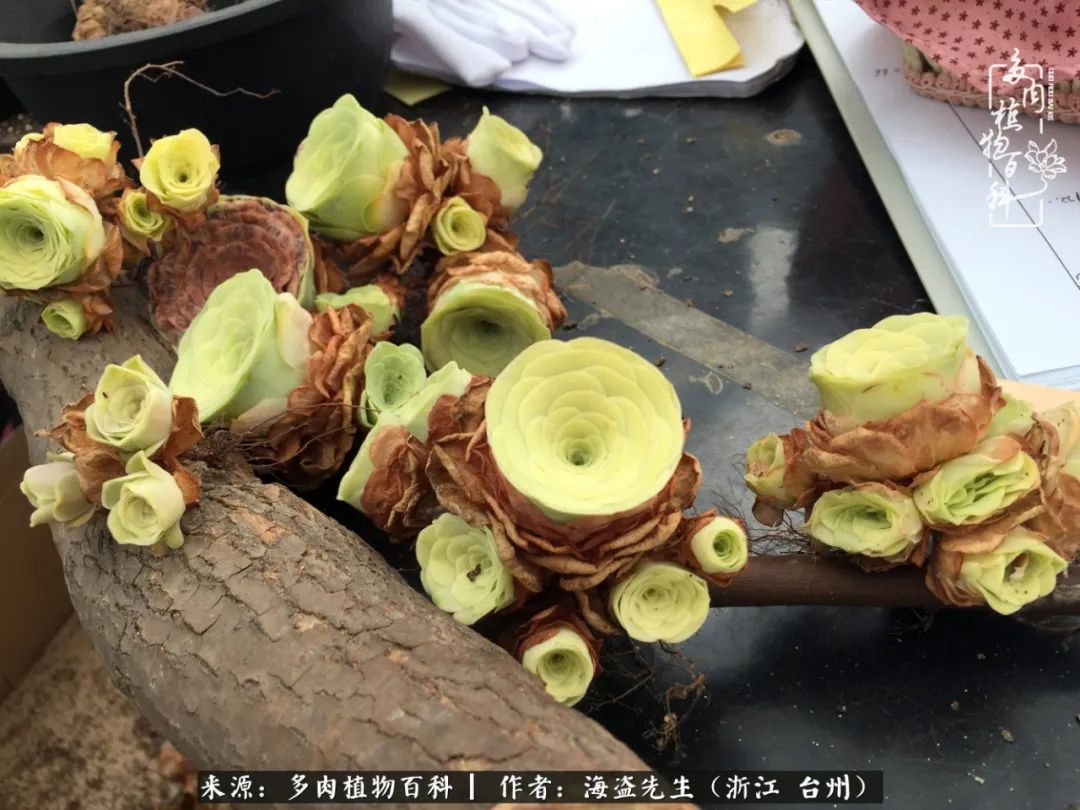 山地玫瑰养护顺口溜,山地玫瑰的养护种植注意事项视频