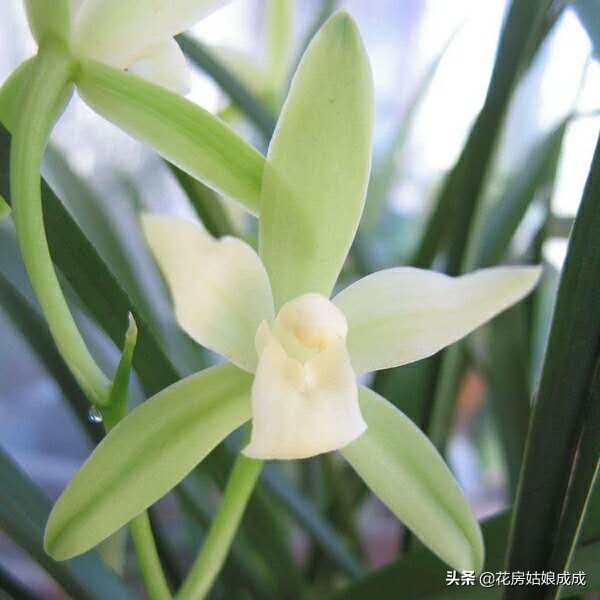 养兰花用深的盆好还是用浅的盆好,现在兰花能换盆么是浅种还是深种