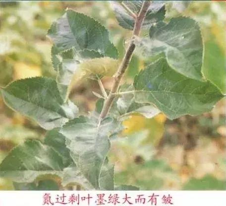 苹果树缺什么药,苹果树都有什么病怎么治