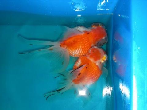 精品皮球珍珠金鱼图片,龙睛珍珠鳞金鱼