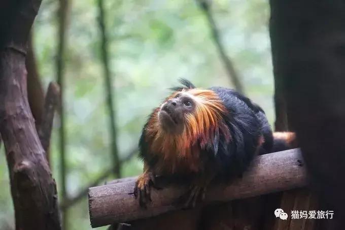 广州长隆野生动物园全程步行攻略,2天游玩广州长隆野生动物园攻略