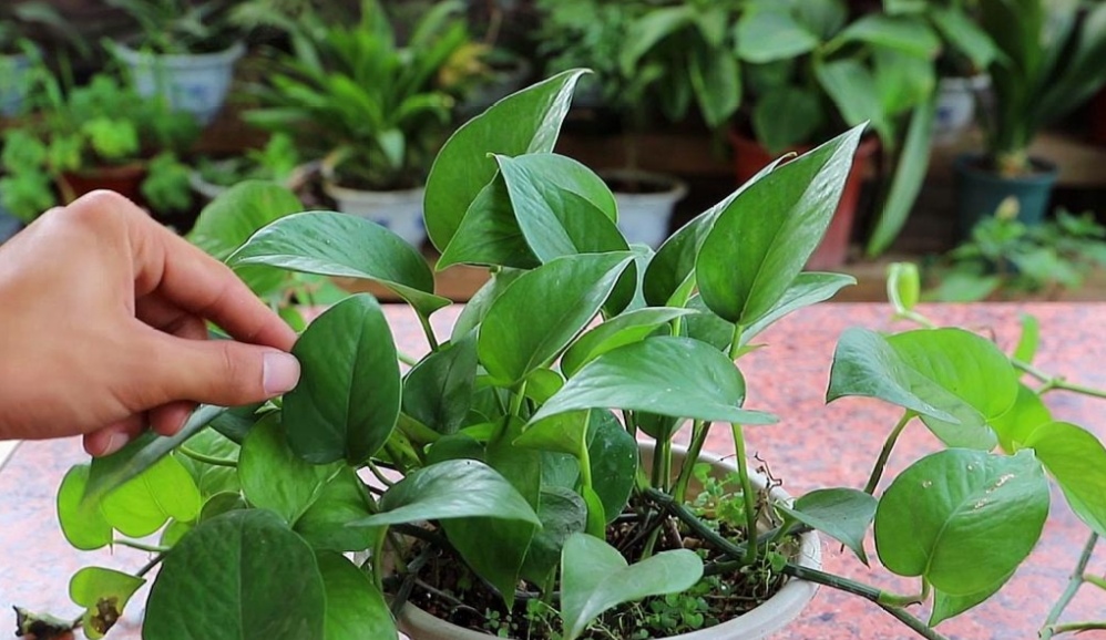 绿萝浇什么水长得比较茂盛,绿萝浇什么水才能长得更旺盛