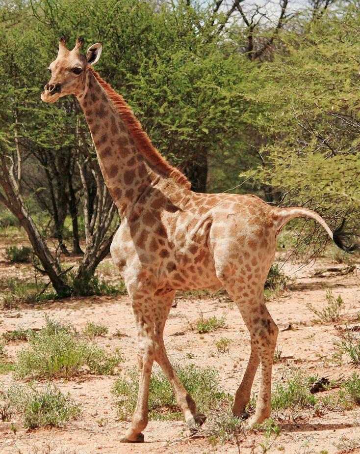 科学家在非洲发现两只“侏儒”长颈鹿，脖子不短，但是身体像马