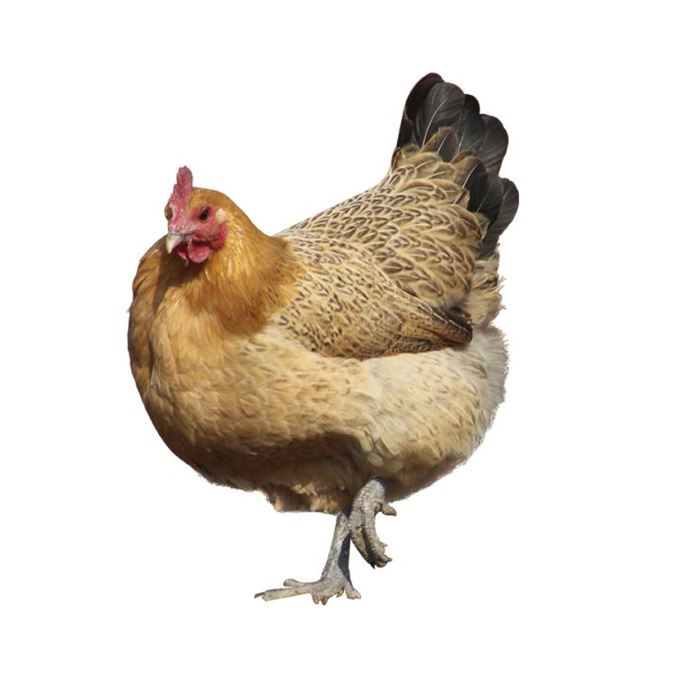 农村大棚种植和人工养殖项目,农村比较赚钱的种植养殖项目