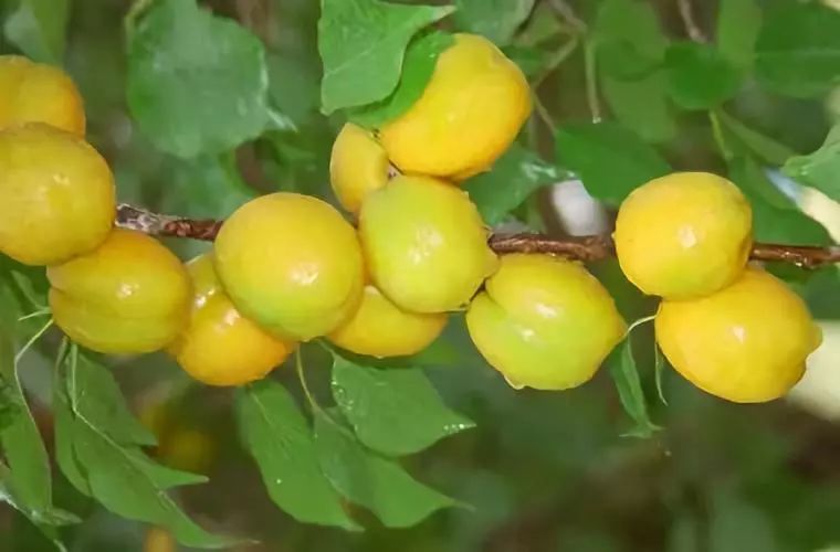 全新疆著名的特产,盘点十大新疆的特产