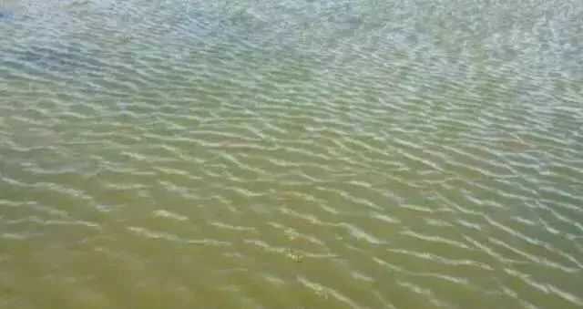 每天都浇水怎么用水溶肥,天天换水适应水质