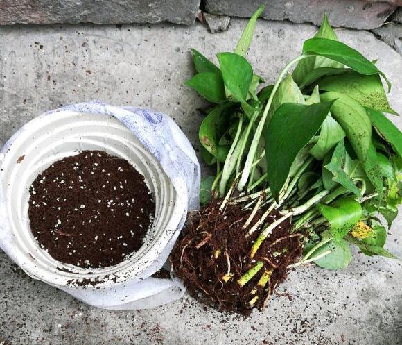 家庭怎么养绿萝用什么肥才茂盛,绿萝浇什么肥料养最好