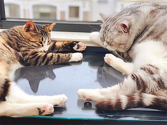 宠物猫懂事,为什么猫总是被收养