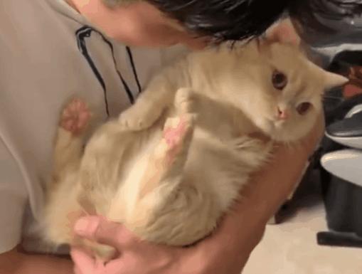 被猫咪调戏怎么办,猫咪被阿姨骚扰