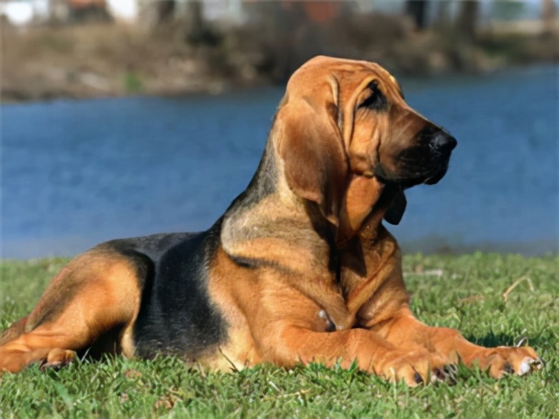 狗狗买什么品种最合适,怎么给狗狗选择宠物狗品种