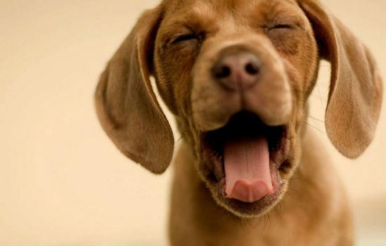 狗狗嘴臭在家怎样清洗,狗狗嘴臭吃什么药可以治