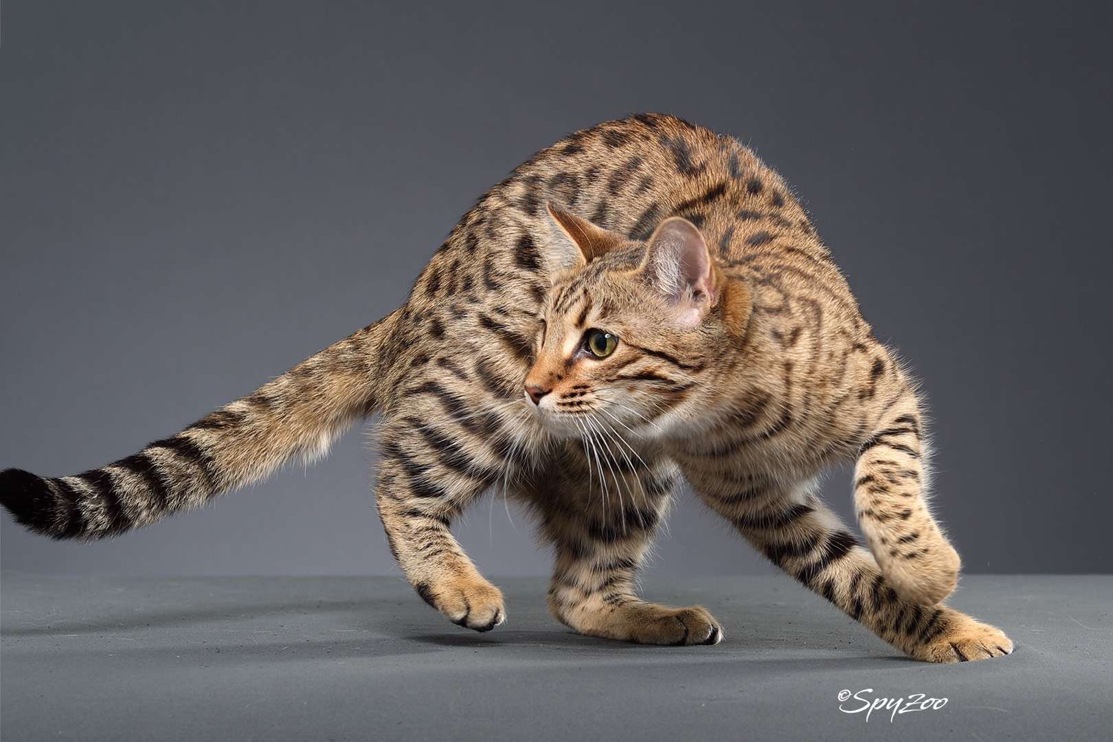 最好看的猫爪杯,猫爪杯好抽吗