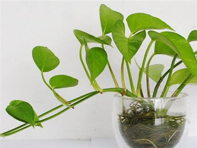 绿萝长高了怎样盘起来好看又简单,绿萝长长了怎么盘起来好看