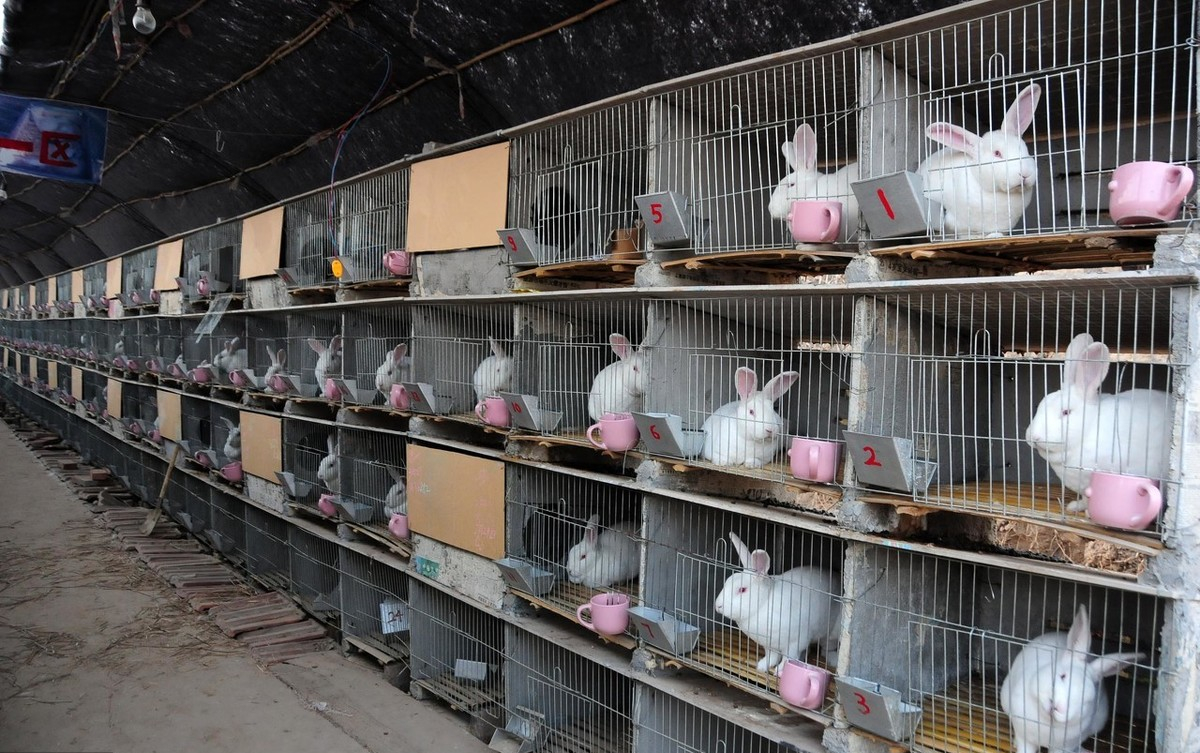 养兔喂水配方大全,养兔技术母兔什么时候配