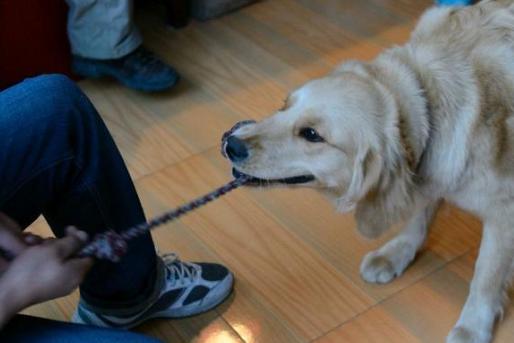 铲屎官发现遛狗的好办法,当代铲屎官出门遛狗新方式