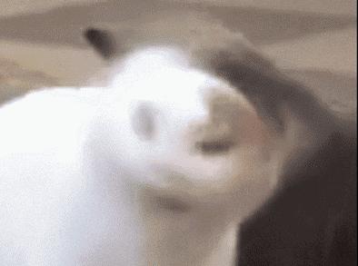 猫狗常用药品大全,猫狗必备药