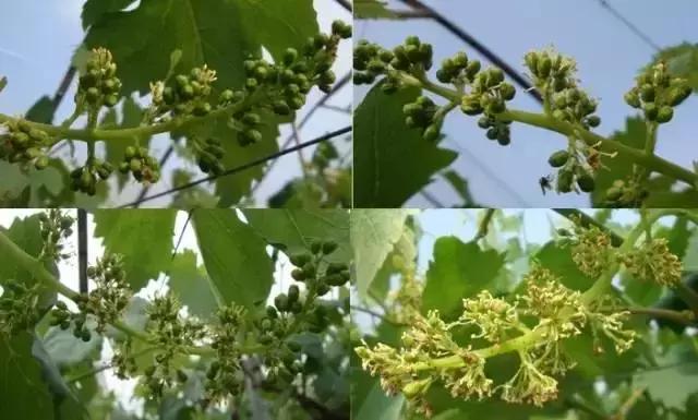 葡萄全年用药一览表2020,葡萄花后病害治疗方法