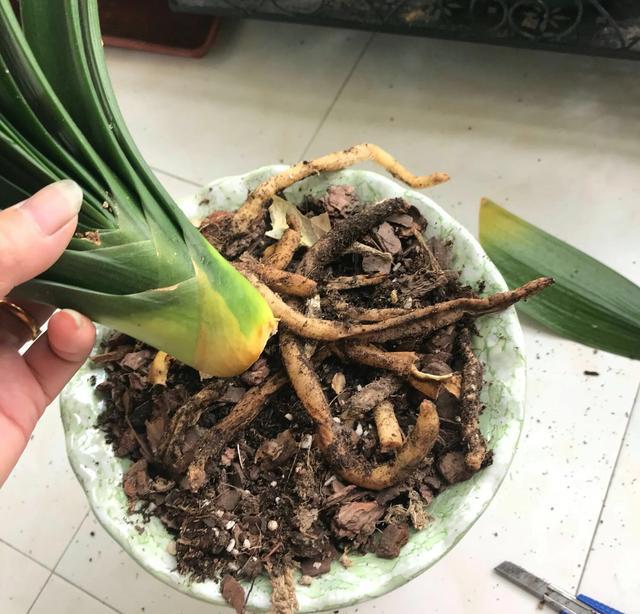 君子兰根系少量腐烂如何修剪,君子兰枯萎了怎么拯救