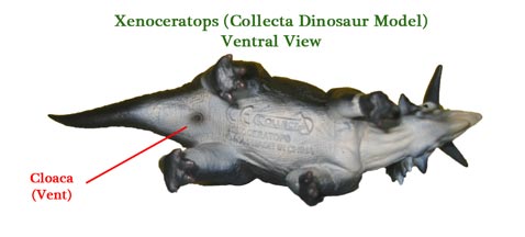 为什么动物的排泄能力要比人的强,为什么动物排便在同一个地方