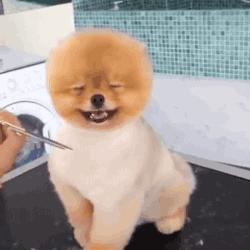 把狗毛全部剃掉对身体好吗,把狗毛都剃了狗会生气吗