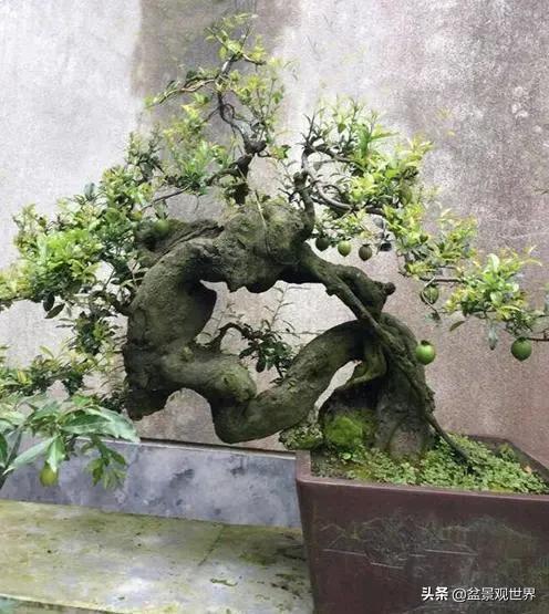 金弹子生桩来芽后可以用生根粉吗,金弹子生根用生根粉泡多久合适