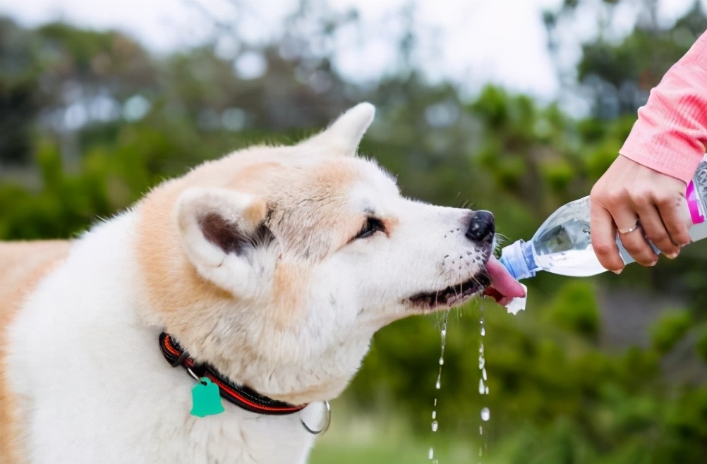 有什么防暑小妙招,狗狗防暑小常识