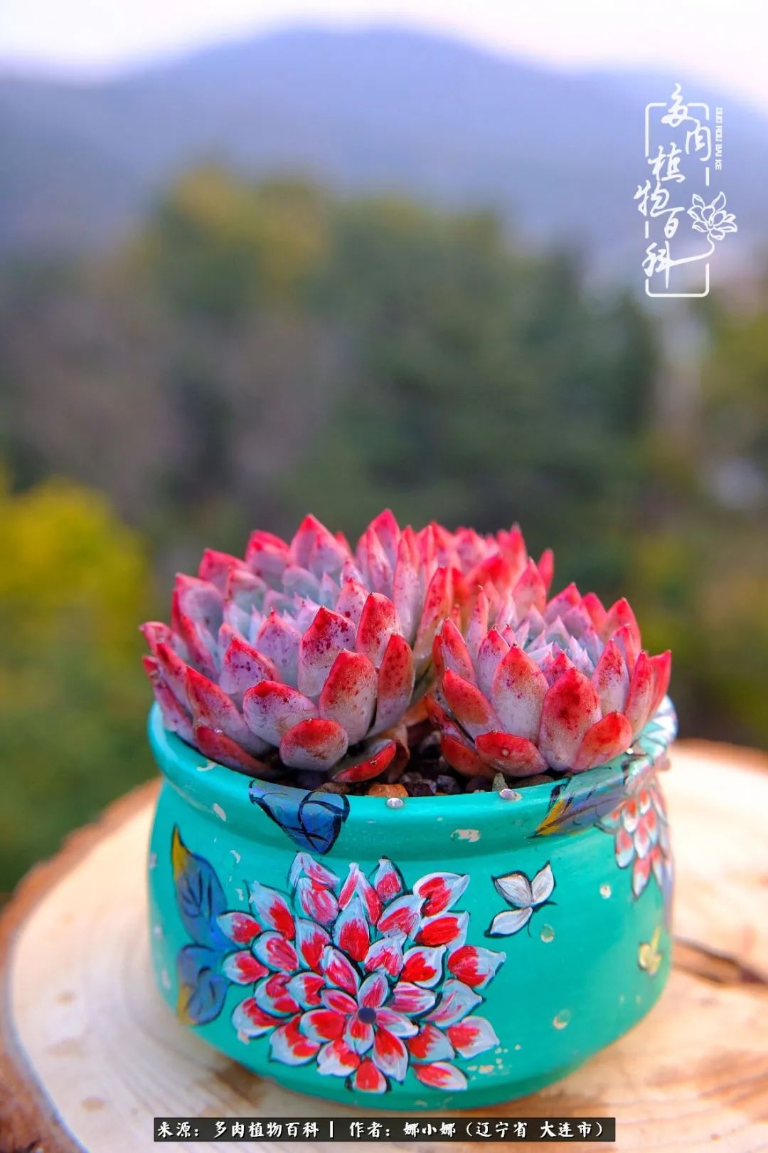 你是盆我是花，你护我周全，我为你绽放