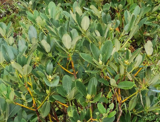 金阳之《天地精华》