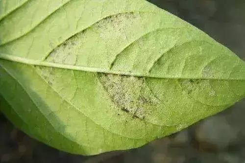 青霉灰霉杀菌剂,青霉绿霉跟灰霉有什么区别