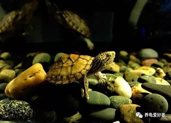 冷水龟皮实好养的推荐,便宜皮实好看的国龟