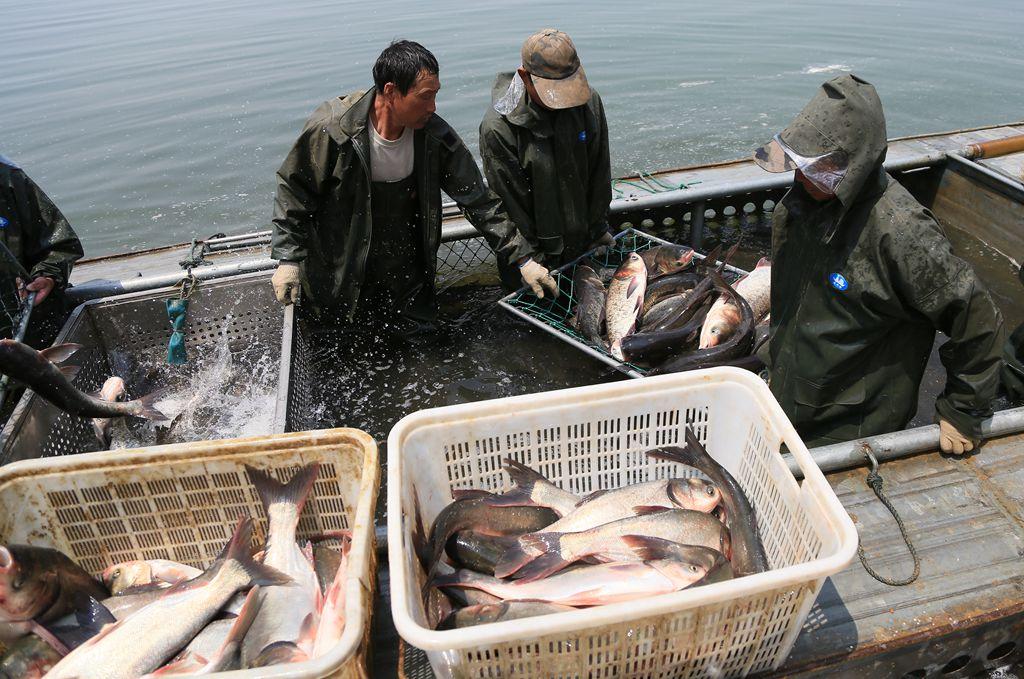 花鲢鱼要怎么养不会死,花鲢鱼怎么养才好吃