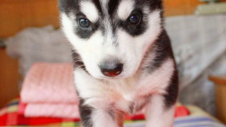 二哈能有多蠢,二哈能蠢到如此地步