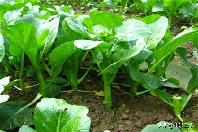 菜心露天栽培好还是大棚栽培,广东菜心无土栽培技术要点