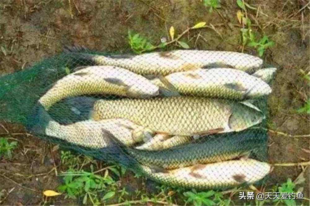 垂钓草鱼的最佳时间和天气,草鱼的生活习性和钓鱼技巧