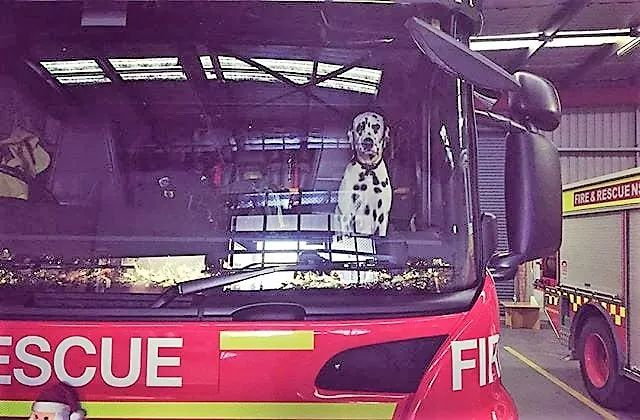 消防犬斑点狗技能,美国消防犬斑点狗